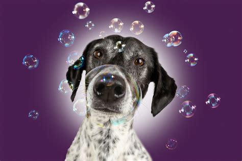 noch mal Seifenblasen Foto & Bild | tiere, haustiere, hunde Bilder auf