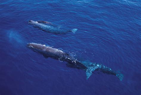 Midnight Zone | Bed Mattress Sale