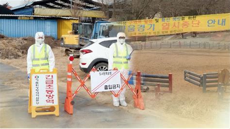 구제역 발생 역학 관련 충남지역 농가 이동제한 모두 해제 노컷뉴스