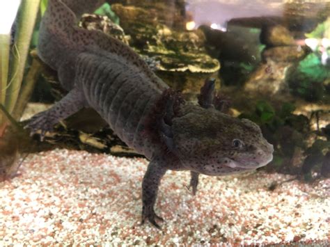 Adultes Axolotl Sucht Dringend Neue Familie