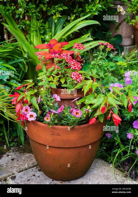 Red Begonia In A Planter Hi Res Stock Photography And Images Alamy