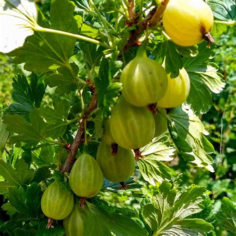 Крыжовник Родник купить в питомнике - Эко-Питомник
