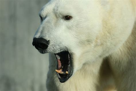 Another consequence of global warming: Polar bear attacks | Salon.com