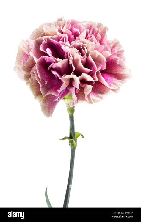 Single Fresh Pink Carnation In Full Bloom Stock Photo Alamy