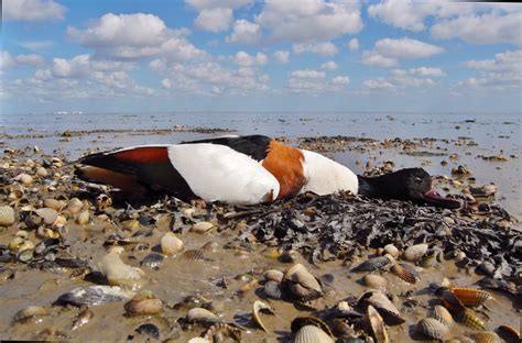 Ameland Sp Lsaum Wattenmeer Brandgans Weibchen Kadaver Wattenrat