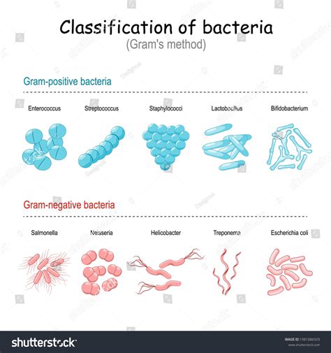 Bacteria endospore Images, Stock Photos & Vectors | Shutterstock