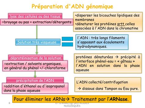 Ppt Td N°1techniques De Separation Et Danalyse Des Acides