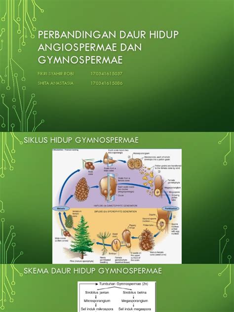 Perbandingan Daur Hidup Angiospermae Dan Gymnospermae Pdf