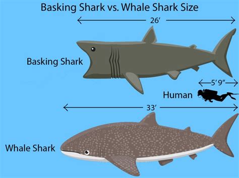 Basking Shark vs. Whale Shark: The Oceans' Biggest Fish
