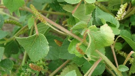 Hierba Del Cancer Para Qu Sirve Como Planta Medicinal