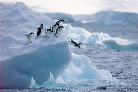 Apprenez à Connaître De Près La Faune De Lantarctique Destination