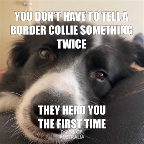 Top 10: Funny Border Collie Memes You Need To See (+ 1 Bonus Meme)