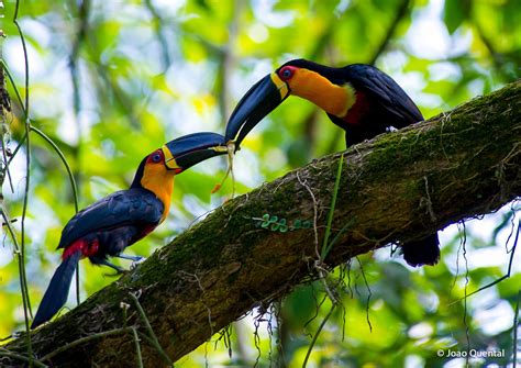 Bird's Paradise: The Channel-Billed Toucan