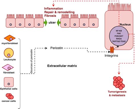 Pathophysiology Of Periostin In The Tissue Periostin Is Primarily