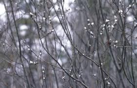 Ongzi S Secretgarden Cny Decorative Plants Pussy Willow