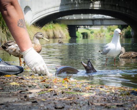 Inner city wildlife - Christchurch : r/newzealand