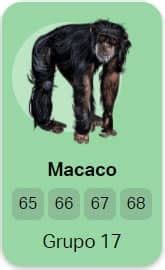 Qual O Número Do Macaco No Jogo Do Bicho - Cachorro no Jogo do Bicho: Números, Milhar e Como Apostar