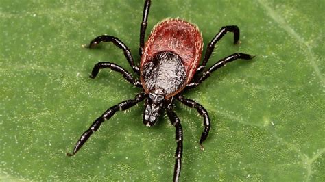 Types Of Ticks That Carry Lyme Disease