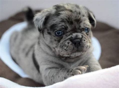 Miniature English Bulldog Cute Animals Pug Breed Miniature English