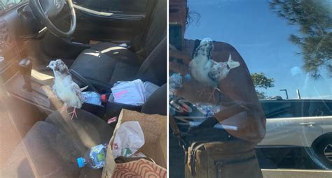 Concerned Residents Fume Over Unacceptable Find Inside Hot Car