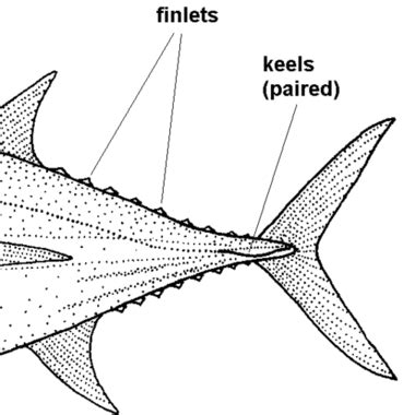 Heja Sverige 2 Free Beeg Xxx Porn Video D6 XHamster XHamster