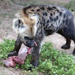 What Do Hyenas Eat? (All You Need To Know And More)