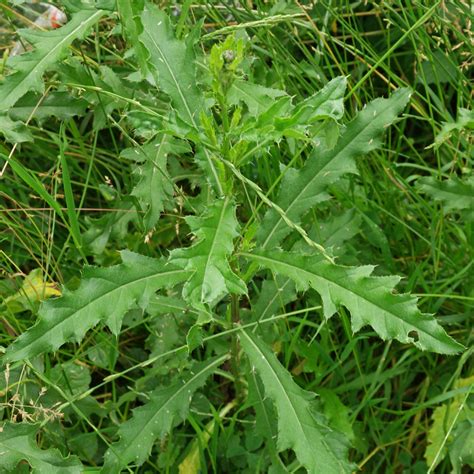 Cirsium arvense