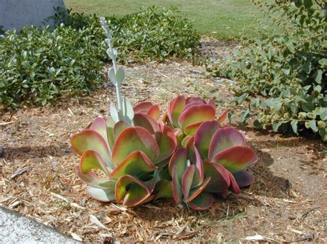 Plant De Kalanchoe Thyrsiflora Red Lips Kalancho Feuilles En