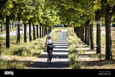 21 August 2022 Hessen Frankfurtmain Linden Trees Shade A Bike Path