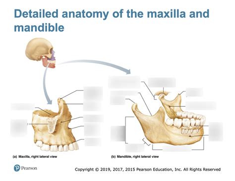 Exercise 6 Detailed Anatomy Of The Maxilla And Mandible Diagram Quizlet