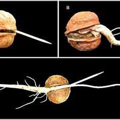 (PDF) Optimizing Seed Germination and Growth of Seedlings in Persian Walnut