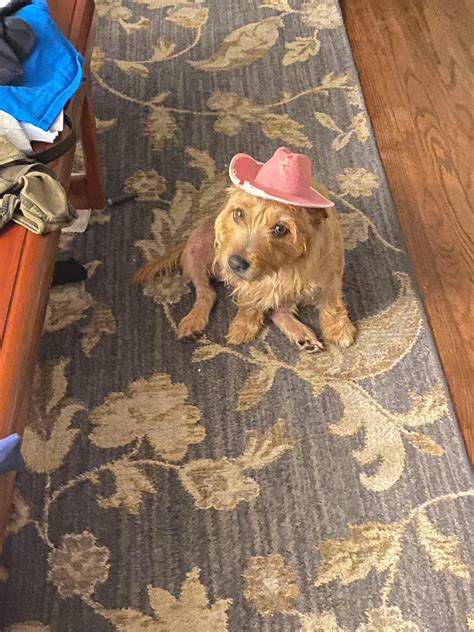 This is what a pitbull yorkie mix looks like. : r/WhatBreedIsMyDog