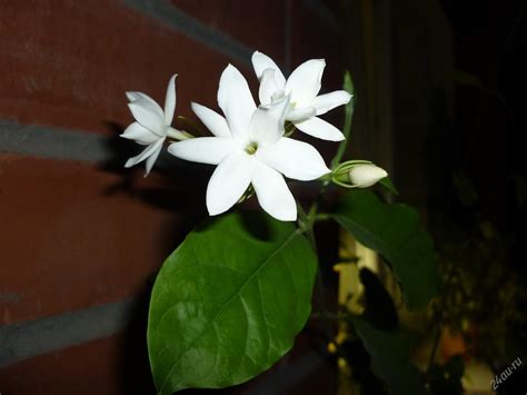 Жасмин самбак (103 фото) » НА ДАЧЕ ФОТО