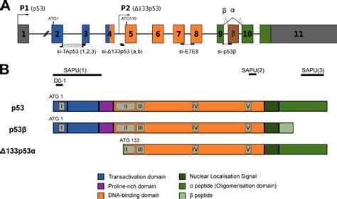 Genetic And Structural Organization Of Human P53 Isoforms A The