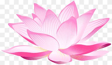 Lotus Png Images PNGWing