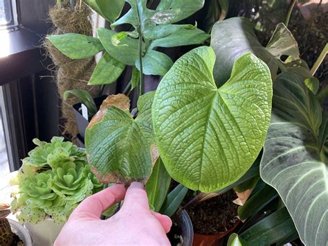 Aroids Anthuriums Philodendrons Care Culture Tips For Growing Indoors