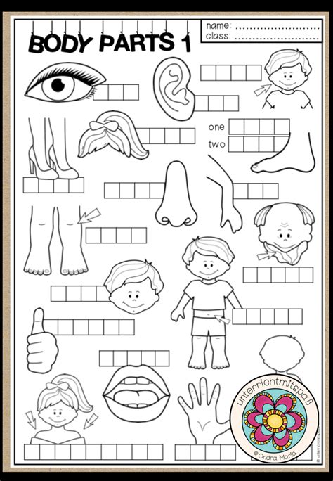 body parts vocabulary work  worksheets unterrichtsmaterial im