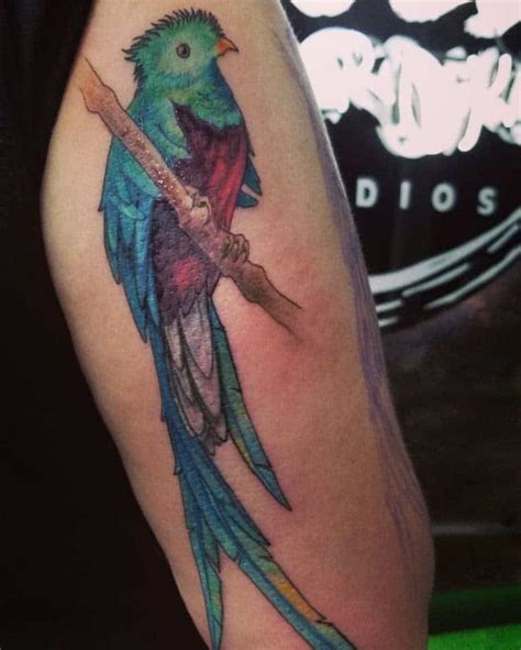 Intriguing Quetzal Tattoo Ideas Inspiration Guide Quetzal