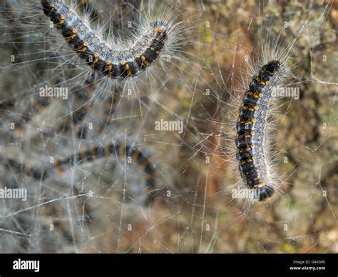 Oak Processionary Moth Hi Res Stock Photography And Images Alamy