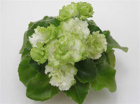 Изумрудные Розы Фиалка Фото – Telegraph