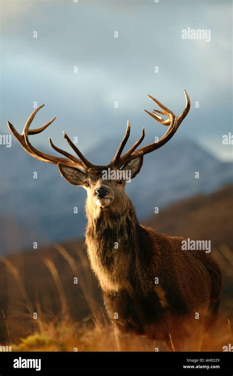 Wild Red Deer Stag Cervus Elaphus Standing And Staring Defiantly With