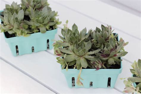 10 DIY Succulent Planter Projects Sunlit Spaces