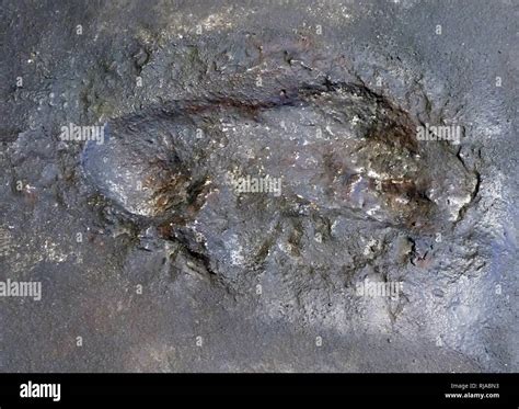 Leakey Footprints Hi Res Stock Photography And Images Alamy