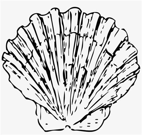 Conch Shell Clip Art Shells Clipart Black And White Free