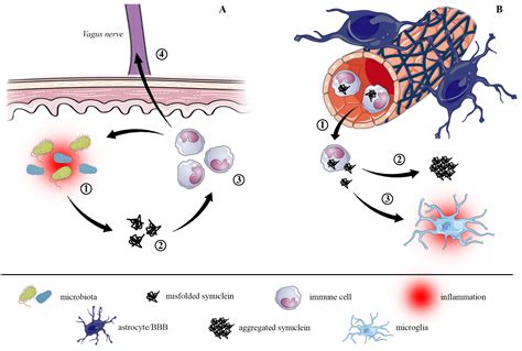 Pathological Pathways And Alpha Synuclein In Parkinson S Disease A