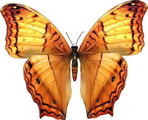Marcos Para Fotos Marcosscrap Mariposas Png
