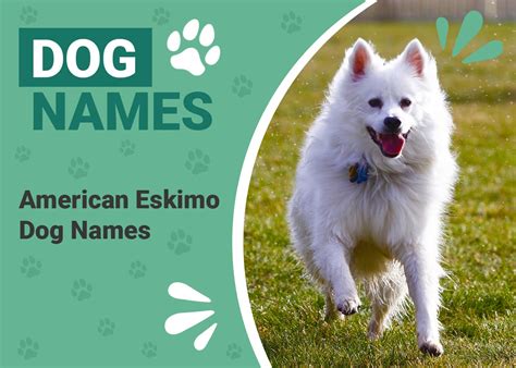 200 Popular & Unique American Eskimo Dog Names: Ideas for Adorably ...