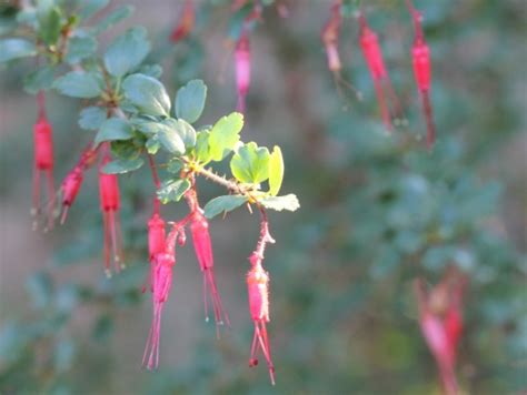 Fuchsiaflower Gooseberry Photos Page 1