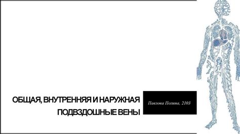 Общая, внутренняя и наружная подвздошные вены - презентация онлайн