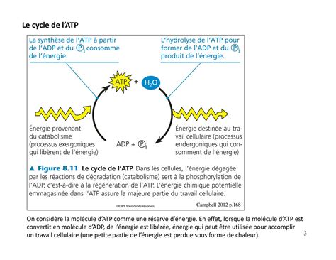 SOLUTION Me Tabolisme Production D Atp Studypool